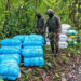 Assam Rifles, Customs seize 501 kg of ganja worth Rs 2.50 crore in Tripura