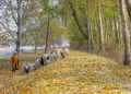 Turtle doves, Cicada bugs, migratory birds arrive to announce Kashmir’s golden yellow autumn