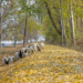 Turtle doves, Cicada bugs, migratory birds arrive to announce Kashmir’s golden yellow autumn